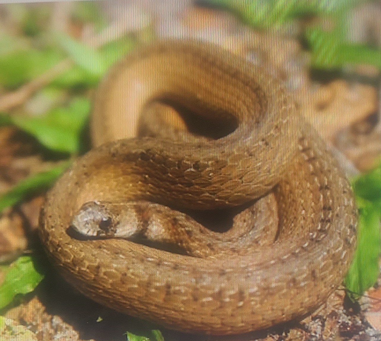 Florida Brown Snake – Southern Trappers