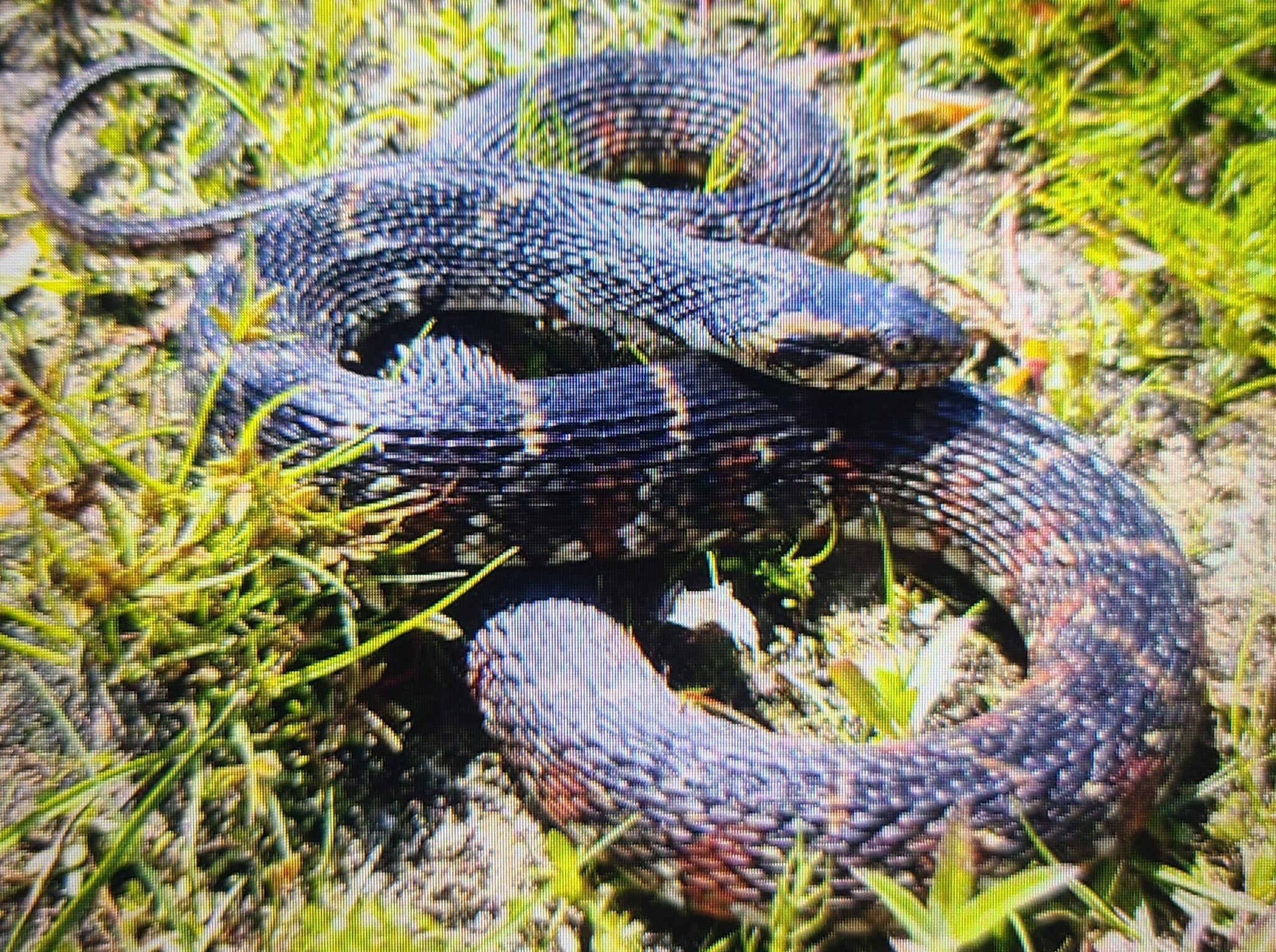 Brown Water Snake – Southern Trappers